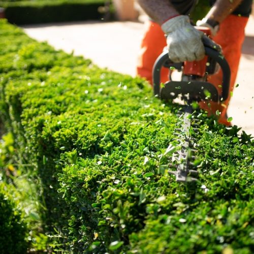 Home,And,Garden,Concept.,Hedge,Trimmer,In,Action.,Shrub,Trimming