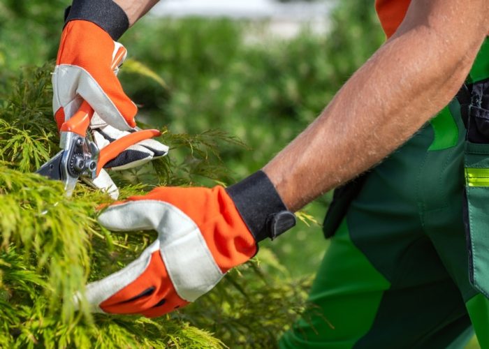 Gardener,Pruning,Garden,Trees,Close,Up.,Gardening,Theme.